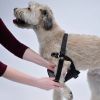 Coastal Pet Easy Ride Adjustable Dog Car Harness