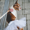 White Bridal Dog Tutu Skirt