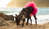 Hot Pink Dog Tutu Skirt