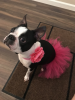 Hot Pink Dog Tutu Skirt