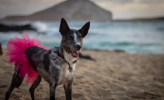 Hot Pink Dog Tutu Skirt