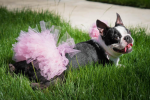 Light Pink Dog Tutu Skirt