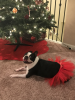 Red Christmas Dog Tutu Skirt