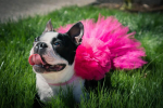 Hot Pink Dog Tutu Skirt