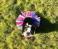 Red/White/Blue 4th Of July Dog Tutu Skirt