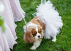 White Bridal Dog Tutu Skirt