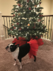 Red Christmas Dog Tutu Skirt