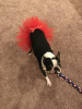 Red Christmas Dog Tutu Skirt