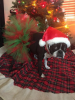 Red and Green Christmas Dog Tutu Skirt