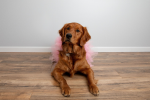 Light Pink Dog Tutu Skirt