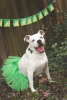 Green Christmas Dog Tutu Skirt