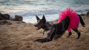 Hot Pink Dog Tutu Skirt