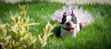 Light Pink Dog Tutu Skirt