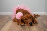 Light Pink Dog Tutu Skirt