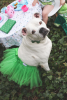 Green Christmas Dog Tutu Skirt