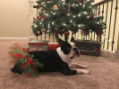 Red and Green Christmas Dog Tutu Skirt