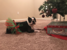 Red and Green Christmas Dog Tutu Skirt