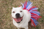 Red/White/Blue 4th Of July Dog Tutu Skirt