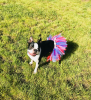 Red/White/Blue 4th Of July Dog Tutu Skirt