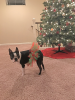 Red and Green Christmas Dog Tutu Skirt