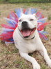 Red/White/Blue 4th Of July Dog Tutu Skirt