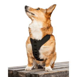 K9 Sport Harness (Color: Anthracite Black, Size: X-Small (11-13" Neck 11-15" Chest))