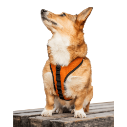 K9 Sport Harness (Color: Sunset Orange, Size: Large (17-19" Neck 17-24" Chest))