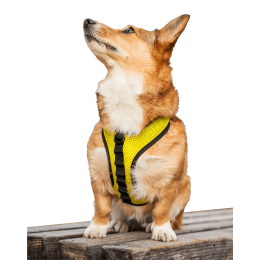 K9 Sport Harness (Color: Buttercup Yellow, Size: Large (17-19" Neck 17-24" Chest))