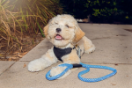 Tug Control Leash with Reflectors & Shock Absorber