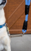 Tug Control Leash with Reflectors & Shock Absorber