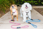 Tug Control Leash with Reflectors & Shock Absorber