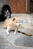 Tug Control Leash with Reflectors & Shock Absorber