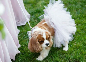 White Bridal Dog Tutu Skirt (Color: White, Size: Small)