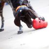 KONG Wobbler Interactive Dog Toy Dispenses Food and Treats