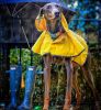 Fashion Pet Rainy Days Slicker Yellow Dog Rain Coat